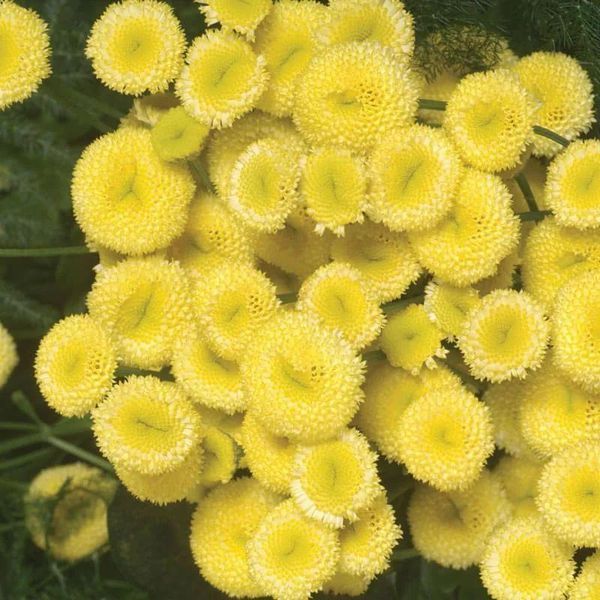 Насіння Квіти Ромашка Дівоча Сонячна Куля 0,1 г Насіння України 12266 фото