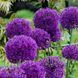 Аллиум гигантский Purple Sensation 14+ 20850 фото 3