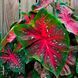 Каладиум Red Flash 20554 фото 1