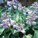 Хоста Blue Mouse Ears 31079 фото 4