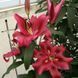Лілія ОТ-гібрид Red Desire 12/14 12677 фото 3