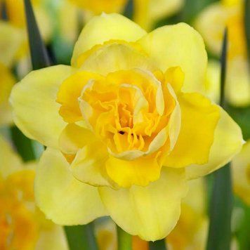 Нарцисс махровый Spring Paradijs 12/14 10259 фото