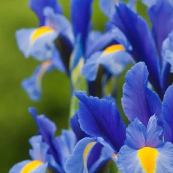 Ірис Голландський Blue Magic 10+ 13033 фото