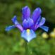 Ірис Голландський Blue Magic 10+ 13033 фото 1