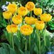 Тюльпан махровий Yellow Pompenette 10/11 12868 фото 3