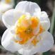Нарцис спліт-корона Dolly Mollinger 12/14 31484 фото 1