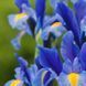 Ірис Голландський Blue Magic 10+ 13033 фото 2