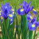 Ірис Голландський Blue Magic 10+ 13033 фото 3
