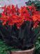 Канна Black Knight 20567 фото 3