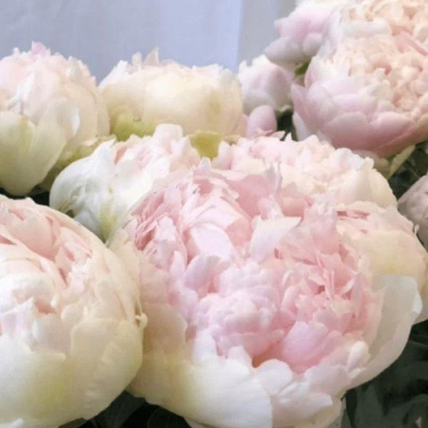 Півонія Brother Chuck 2/3 32587 фото