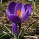 Крокус великоквітковий Flower Record 10+ 21052 фото 4