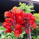 Канна Black Knight 20567 фото 2