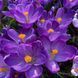 Крокус великоквітковий Flower Record 10+ 21052 фото 1