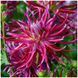 Георгина кактусообразная Hollyhill Spiderwoman 10940 фото 1