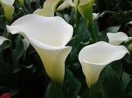 Кала White Flirt 18/20 12392 фото