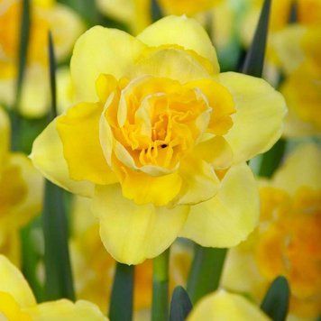 Нарцисс махровый Spring Paradijs 14/16 30095 фото