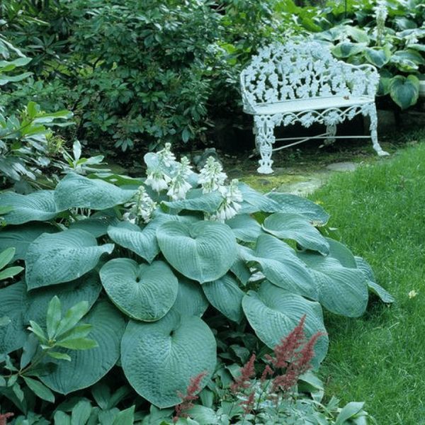 Хоста Bressingham Blue 30289 фото