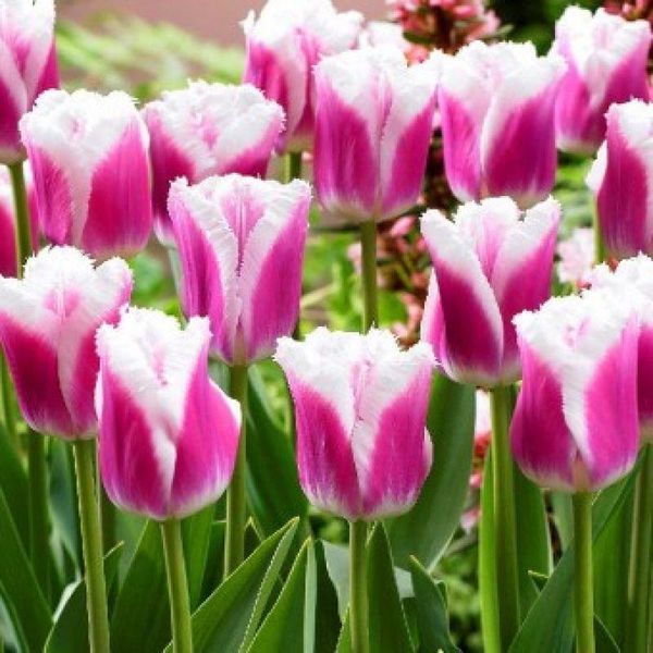 Тюльпан оторочений Siesta 12+ 31387 фото