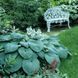 Хоста Bressingham Blue 30289 фото 4