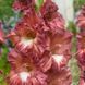 Гладіолус Cappuccino (Tiramisu) 12/14 32091 фото 3