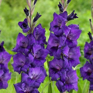 Гладіолус Purple Flora 14/16 12574 фото