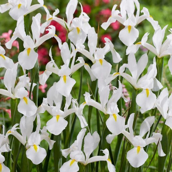 Ірис Голландський White Magic 10+ 13039 фото