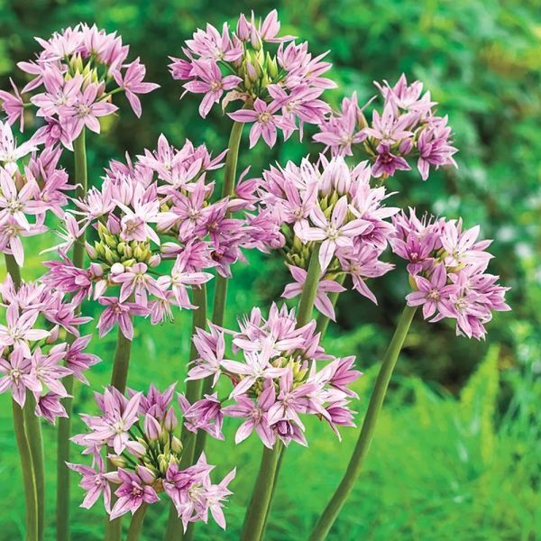 Алліум декоративний Unifolium Eros 5/+ 12908 фото