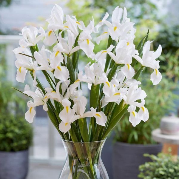 Ірис Голландський White Magic 10+ 13039 фото
