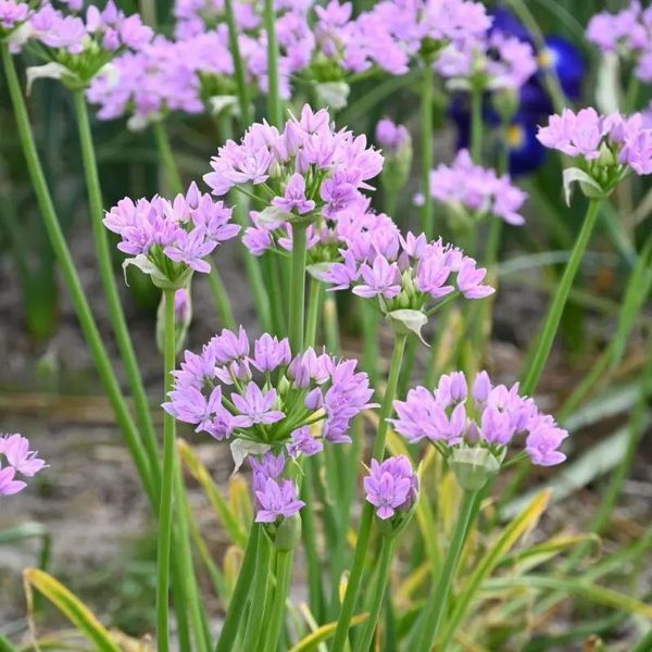 Алліум декоративний Unifolium Eros 5/+ 12908 фото