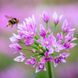 Алліум декоративний Unifolium Eros 5/+ 12908 фото 1