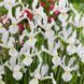 Ірис Голландський White Magic 10+ 13039 фото 3
