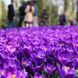 Крокус великоквітковий Flower Record 9/10 10375 фото 3