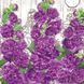 Семена Цветы Мальва Махровая фиолетовая 0,1г Семена Украины 30278 фото 2
