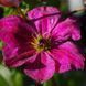 Клематіс John Howells 12634 фото 3
