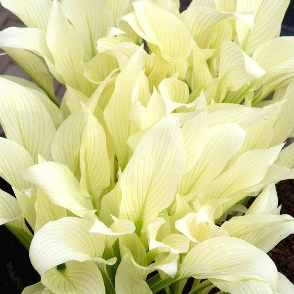Хоста White Feather 32391 фото