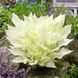Хоста White Feather 32391 фото 1