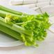 Семена Сельдерей Зеленый Паскаль 0, 3 г СМ 10561 фото 3