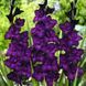 Гладіолус Purple Flora 3 шт 12575 фото 3