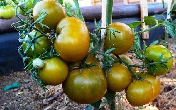 Семена Томат Болото 20 сем.(от коллекционера) 20371 фото