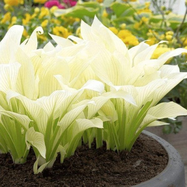 Хоста White Feather XXL 31093 фото