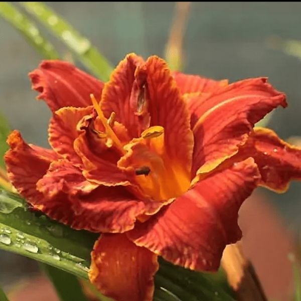 Лилейник Paprika Flame 31055 фото