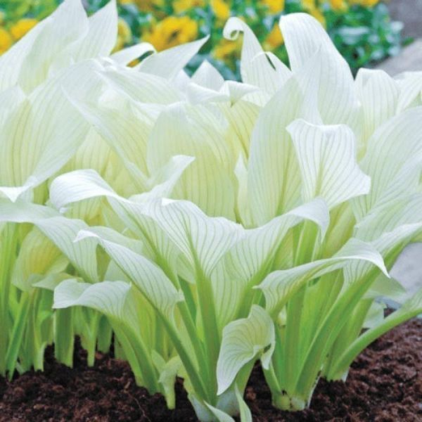 Хоста White Feather XXL 31093 фото