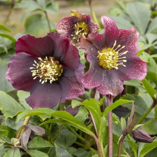 Морозник (Helleborus) Pretty Ellen Red 12712 фото