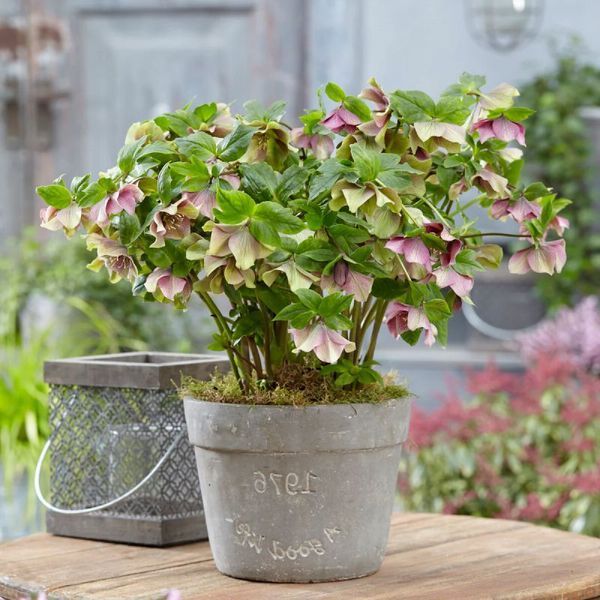 Морозник (Helleborus) Pretty Ellen Red 12712 фото