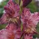 Гладіолус Rusty Chestnut 3 шт 12578 фото 3