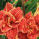 Лилейник Paprika Flame 31055 фото 4