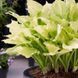 Хоста White Feather XXL 31093 фото 1