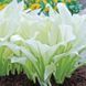 Хоста White Feather XXL 31093 фото 2