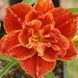 Лилейник Paprika Flame 31055 фото 1