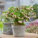 Морозник (Helleborus) Pretty Ellen Red 12712 фото 3
